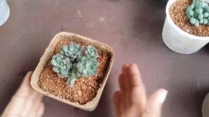 || XGRAPTOVERIA PURPLE DREAM ||