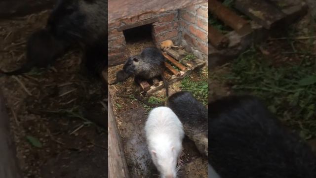 Одна нутрия родила смотреть онлайн