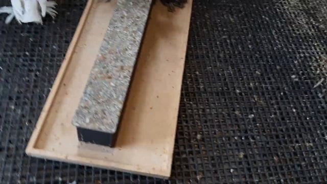 Голуби среднеазиаты Узбекские двухчюбые смотреть онлайн