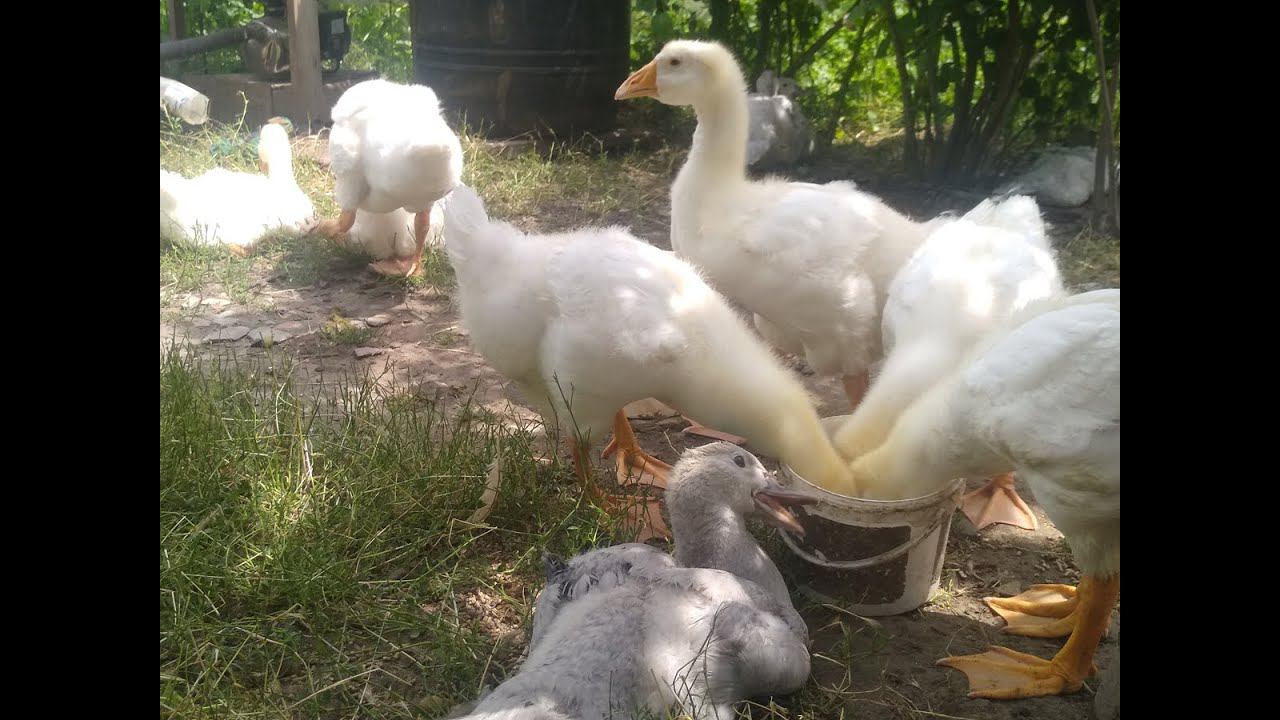 Взвешивание гусят (30 дней). Очки для кур. Индюки на свободе смотреть онлайн