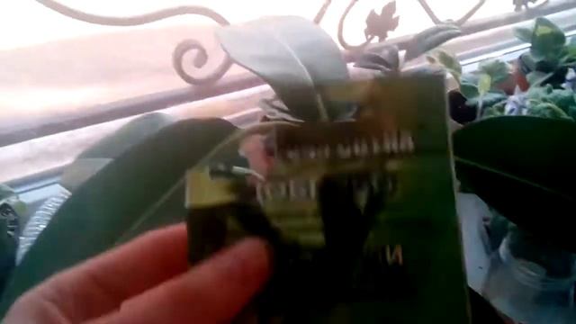 Фикус каучуконосный. Как размножить. Часть 1 смотреть онлайн