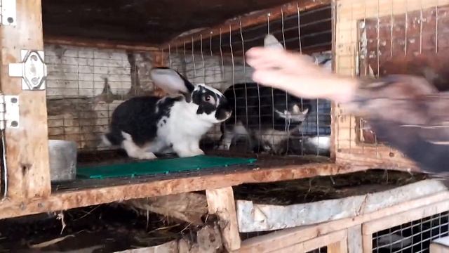 Сколько крольчих в день можно покрыть одним кролом. смотреть онлайн