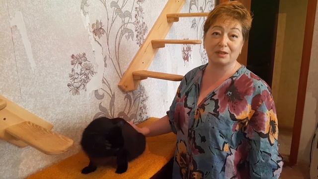 Очень породистый барон БОБ! Уже 6 лет без хозяина. Боб не молод, но надеется найти нового хозяина! смотреть онлайн