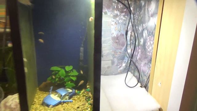 14# НОВЫЙ СТИЛЬ В АКВАРИУМЕ КРУТО ПРАВДА смотреть онлайн