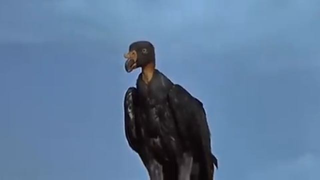 Валерий Ободзинский к_ф Золото Маккены "Птицы не люди". смотреть онлайн