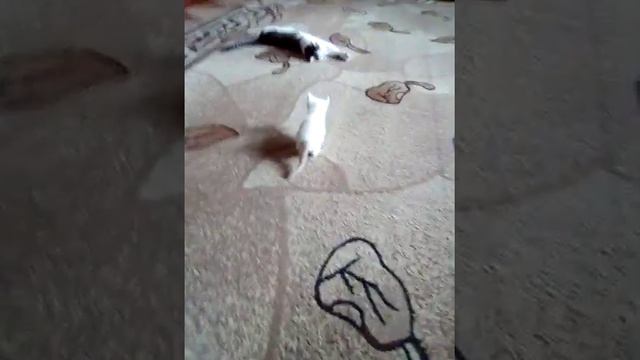 котёнок учиться ходить смотреть онлайн
