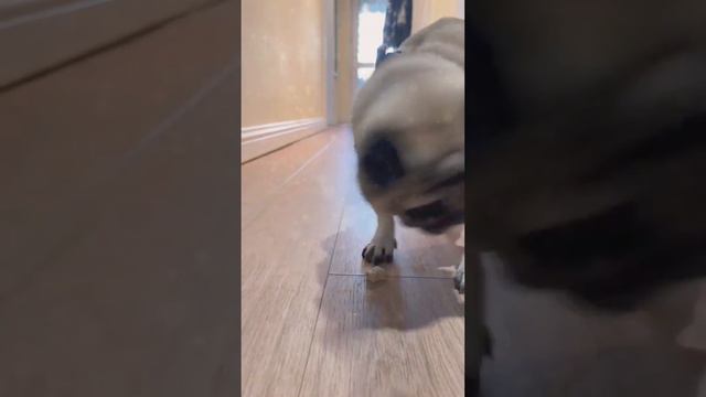 Best Funny Dogs Videos 2023 - Best Animal Videos Compilation Ep 2 смотреть онлайн