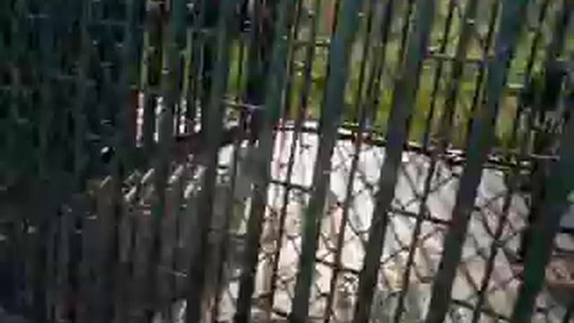 Медведь в неволе. смотреть онлайн