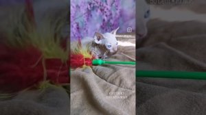 Бамбино мальчик кремовый окрас