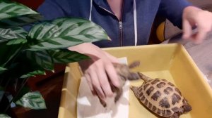 Глисты у сухопутной черепахи.