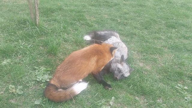 Лис ухаживает за лисицей смотреть онлайн