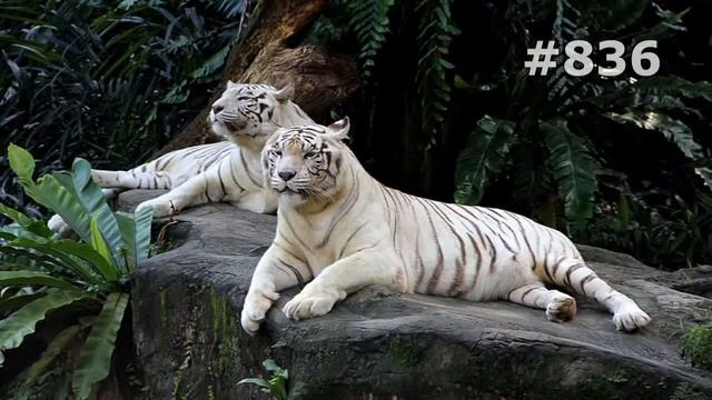 #836. Тигры (В мире животных) смотреть онлайн
