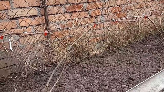 Открытие винограда весной и сухая подвязка. смотреть онлайн
