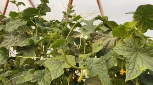 Урожайность привитых огурцов