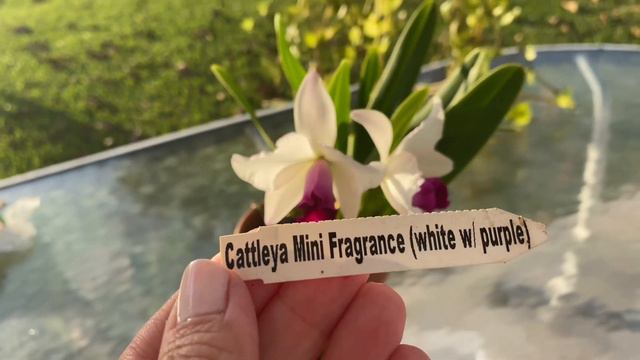 Beautiful December Blooms! смотреть онлайн