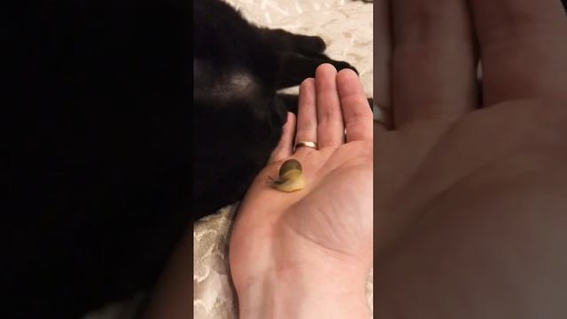 Улитка или Брюхоногие моллюски . #shorts смотреть онлайн