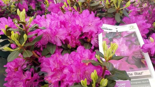 Rhododendron 'PJM Elite Star' versus 'PJM' смотреть онлайн