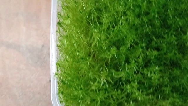 как сохранить и вырастить мох Сфагнум