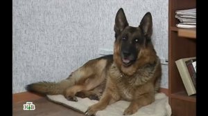 Возвращение Мухтара 2. Цвет зависти