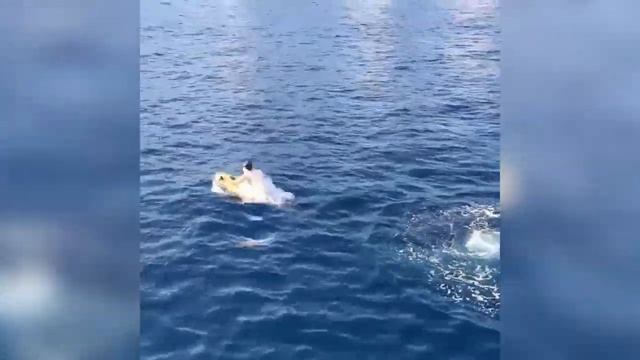 Галкин: Я катался на мотоцикле, водных лыжах, какой-то штуке, бегал по лестнице, меня кидали в море смотреть онлайн