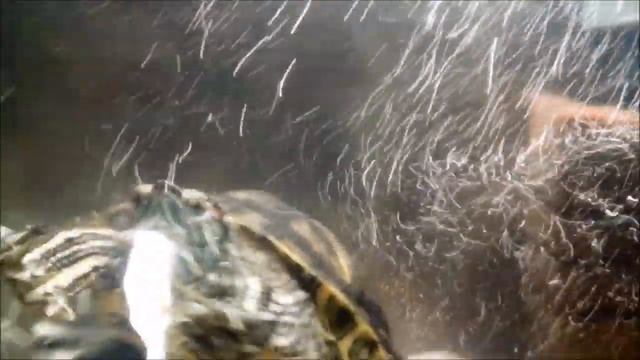 Необыкновенное поведение красноухой черепахи. Смотреть до конца! смотреть онлайн