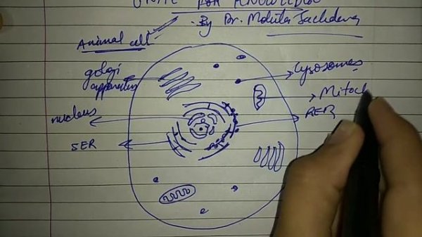 Plant and animal cell | Diagram | Cell | Unite for knowledge