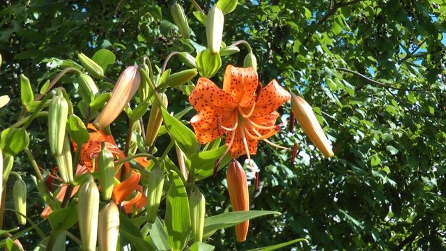 Мамины цветы смотреть онлайн