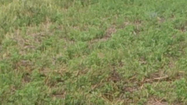 Марганцовка и серебрянка смотреть онлайн