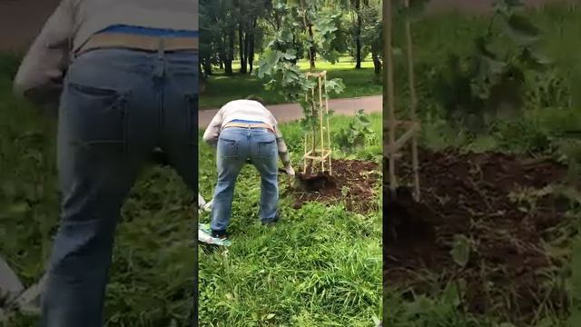 Посадили дерево в честь рождения сына смотреть онлайн