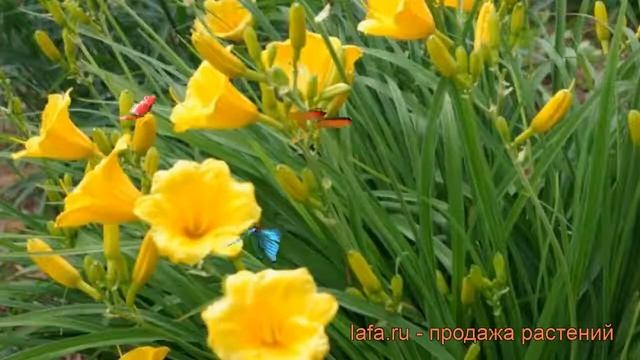 Лилейник гибридный Стелла д'Оро (hemerocallis) ? обзор: как сажать, рассада лилейника Стелла д'Оро смотреть онлайн