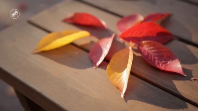 Випассана в Спб (апрель 2021). Отзывы участников смотреть онлайн