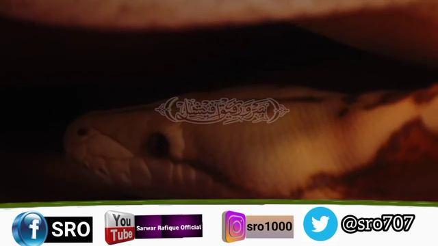 Khawab Main Azdaha Daikhna | Azdaha | Anaconda | Python | Snake | sanp #Sarwar_Rafique смотреть онлайн