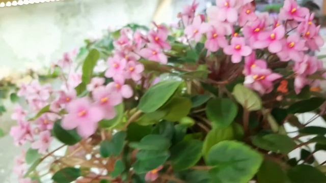 Трейлерная фиалка Brazos Belle спорт. Нацвело... смотреть онлайн