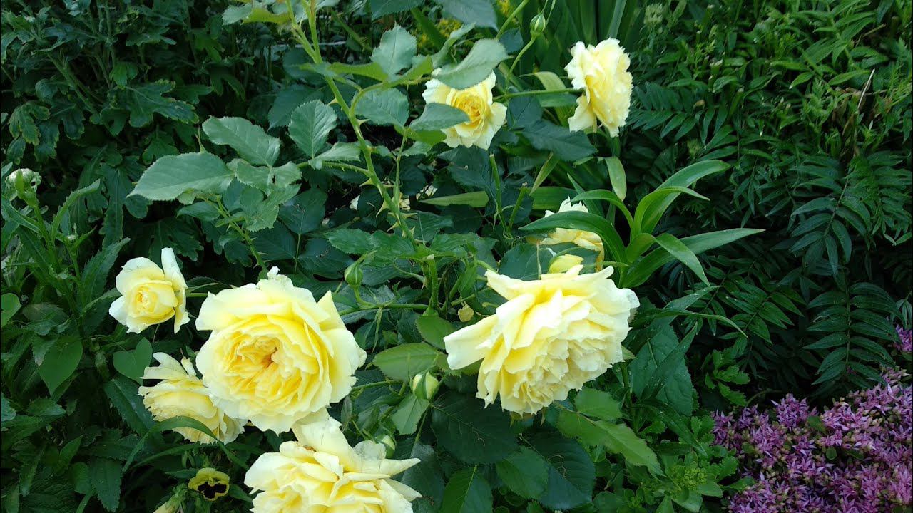 Розы. Второе цветение молодых роз. Роза Акрополис, Роза Кенделлайт, Роза Чайна герл. смотреть онлайн