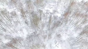 охота с лайкой на кабана с квадрокоптера
