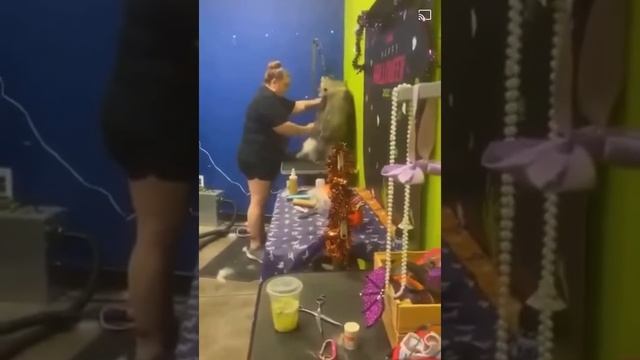 Animal ABUSE at Splash & Dash Grooming in McKinney, TX смотреть онлайн