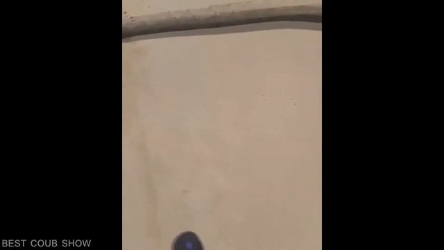 BESTCOUB #1.  Лучшее видео за неделю (Июнь).