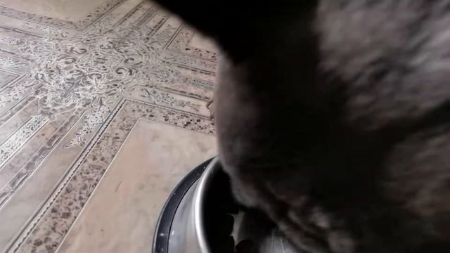 Французский бульдог ест сухой корм. Перешли на Monge. Гипоаллергенный корм. смотреть онлайн