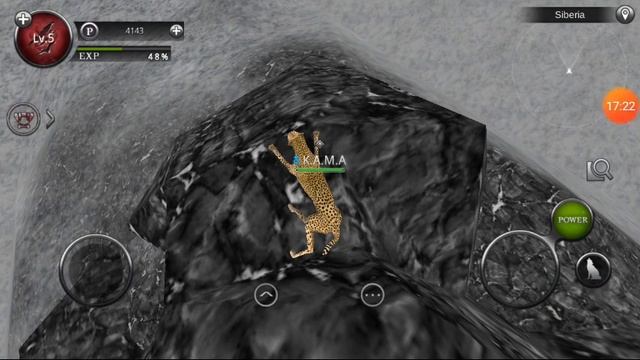 Wild animals online cheetah simulator смотреть онлайн