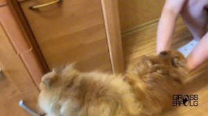 Вязка собак породы померанский шпиц / Коротышки-молодожены / Mating dogs by Pomeranian Zwergspitz