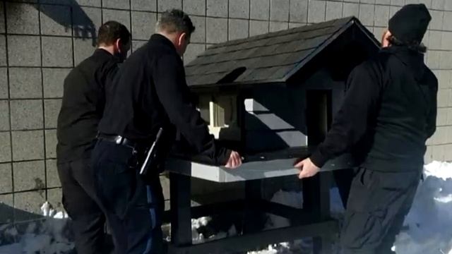 Бродячая кошка прибилась к спецназовцам, и вот что они с ней сделали! смотреть онлайн