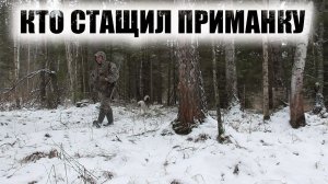 Охота на соболя капканами сезон 2020-2021 Настораживаю путик Промысел соболя в Сибири