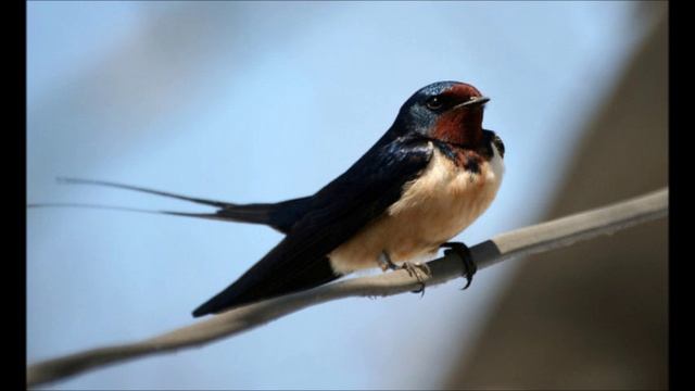 Пение лесной Ласточки..wmv