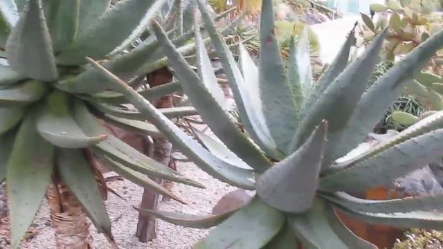 The Plant Traveller: Aloe Marlothii Mountain Aloe