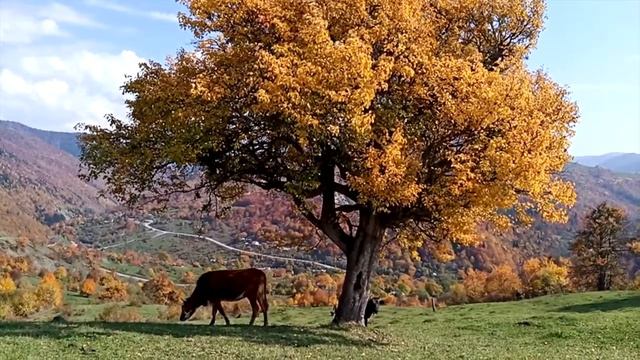 Село Хвце, Южная Осетия. смотреть онлайн