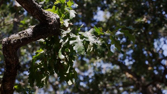 Tree Preservation Efforts by the City of Lakewood, WA смотреть онлайн