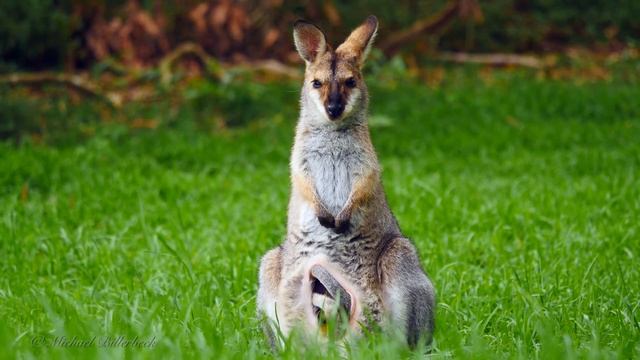 Red-necked Wallaby (Macropus rufogriseus banksianus ♀) with Joey [3] смотреть онлайн