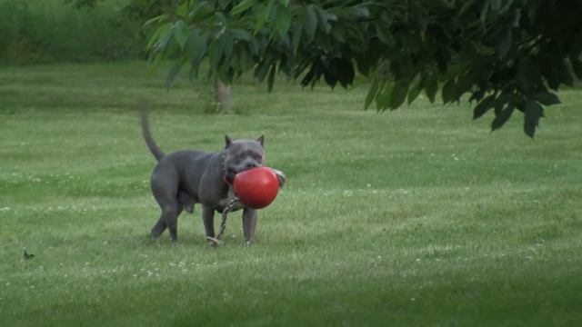Lions Gate Kennels - Iron Lion & Seminole Keep Away смотреть онлайн