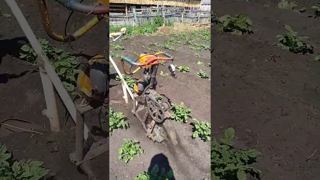 Самодельный окучник из бензопилы дружба. Видео про устройство есть на канале. смотреть онлайн