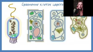 Митохондрии и Дыхание для ЕГЭ | Энергетический обмен попроще